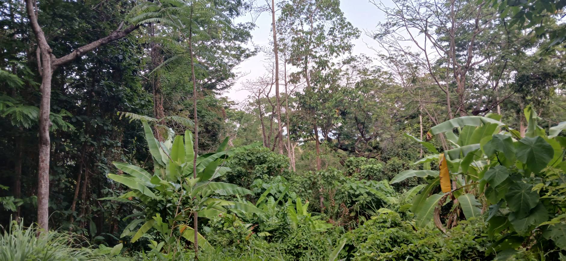 Land — Koh Sileh