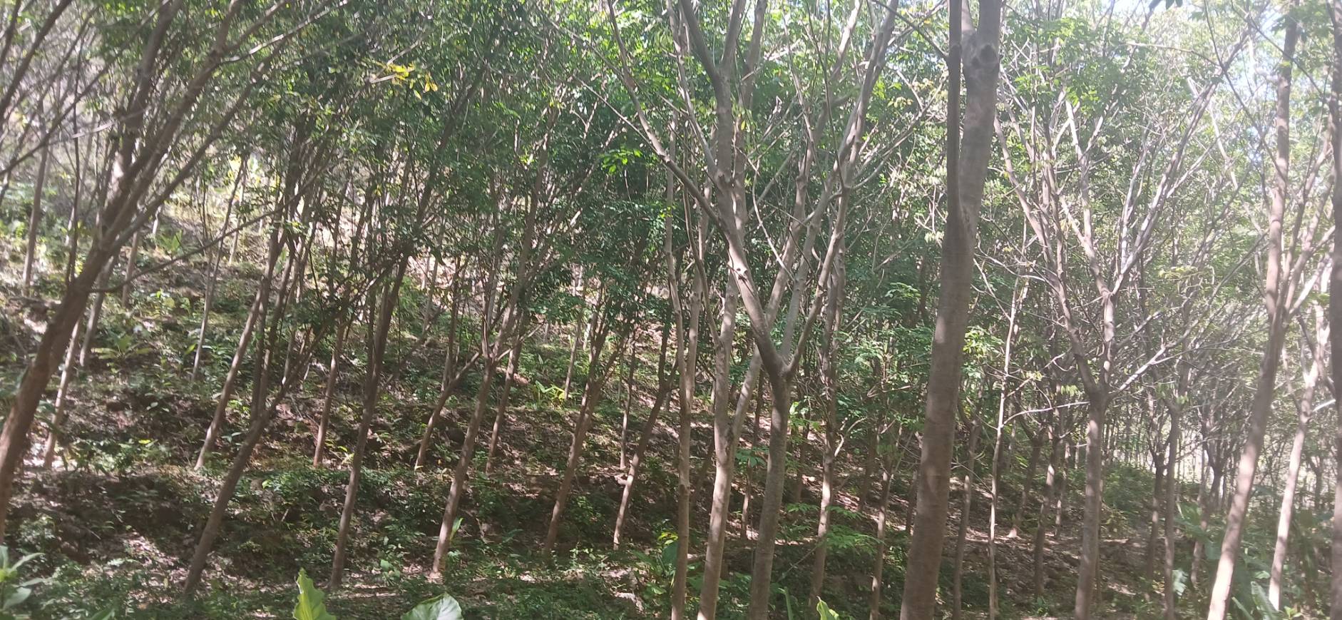 Rawai Land