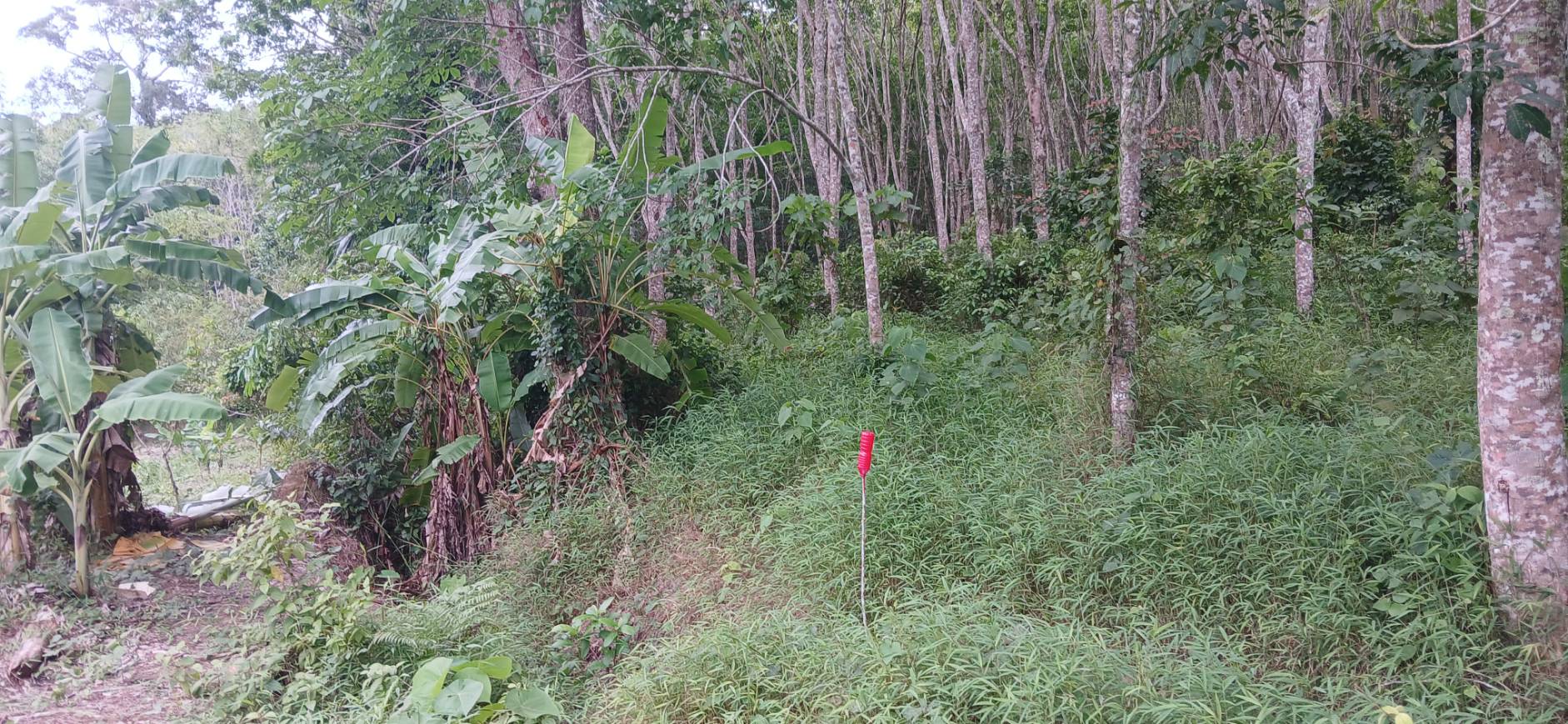 Land Plot — Thalang North