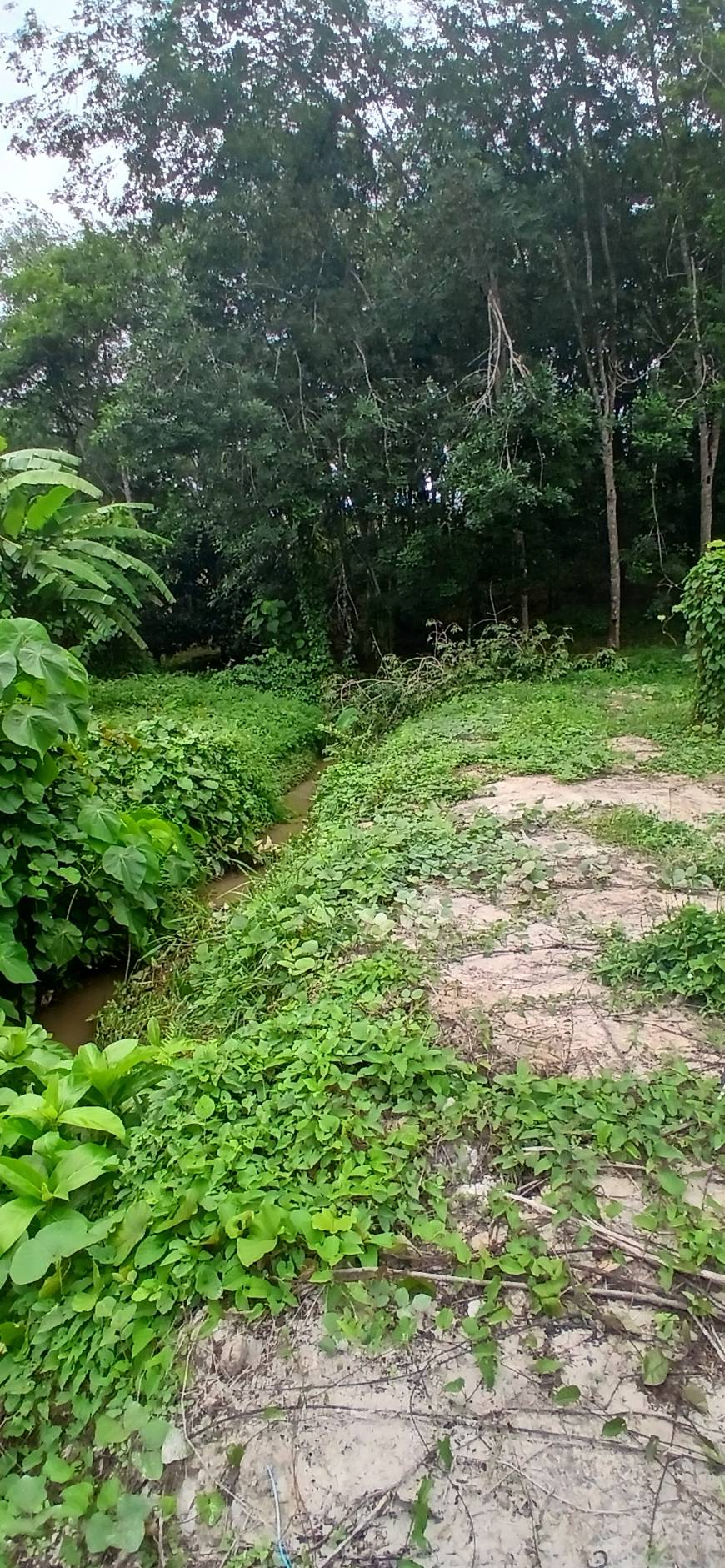 Land Plot — Thalang North