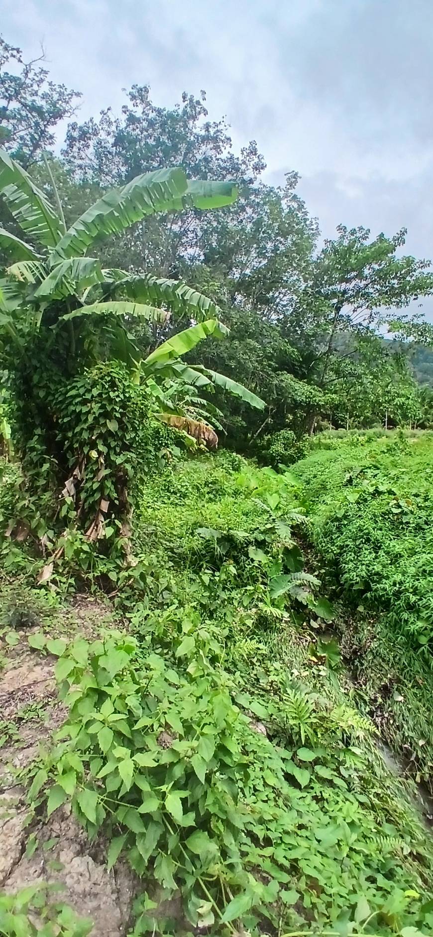 Land Plot — Thalang North