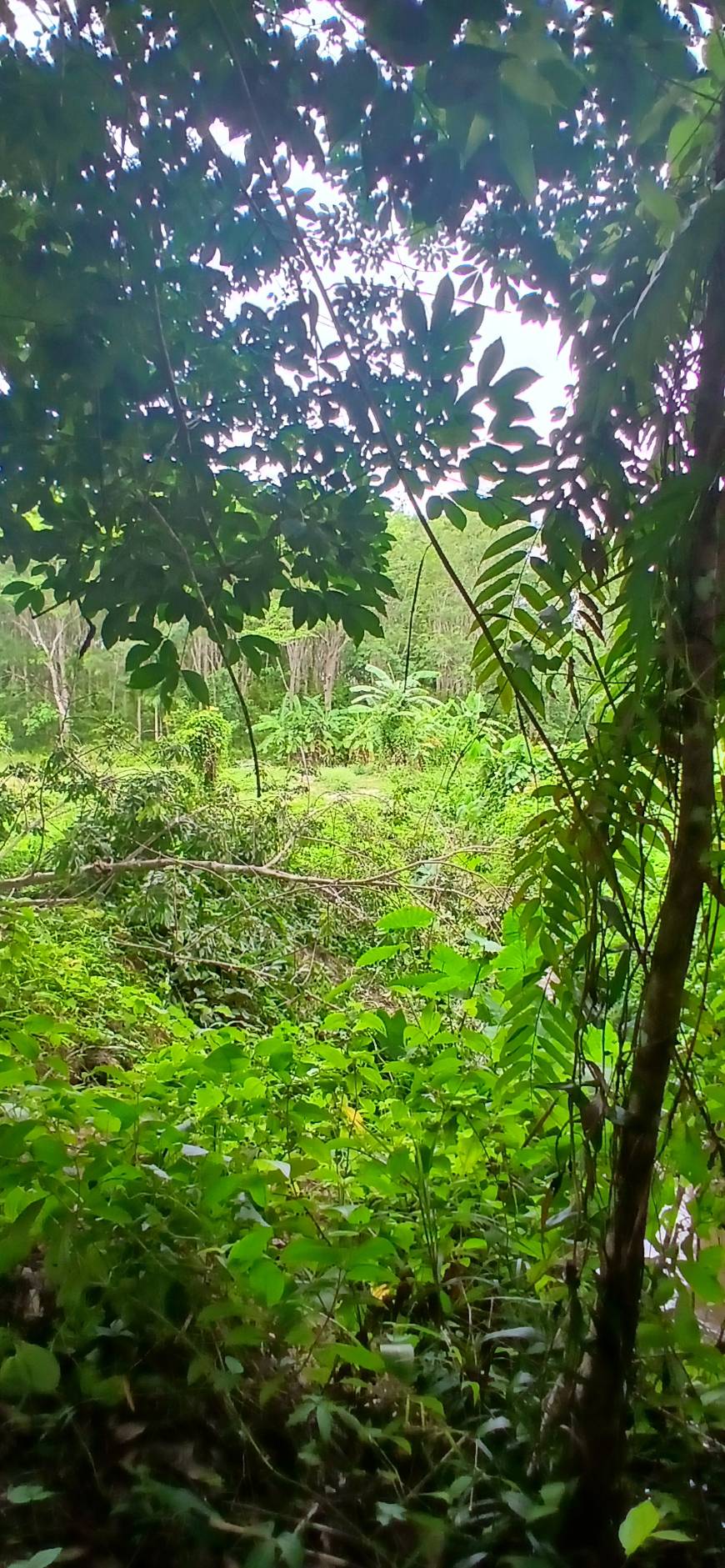 Land Plot — Thalang North