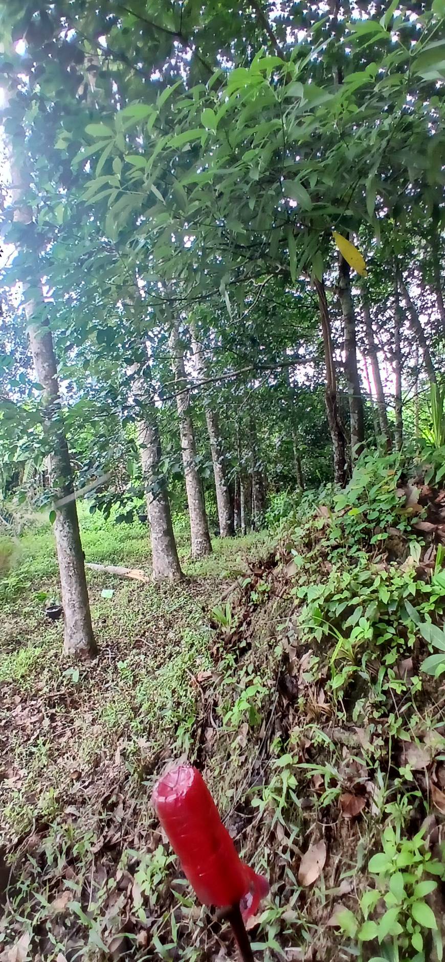 Land Plot — Thalang North