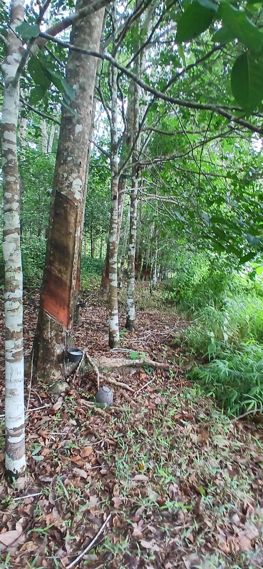 Land Plot — Thalang North
