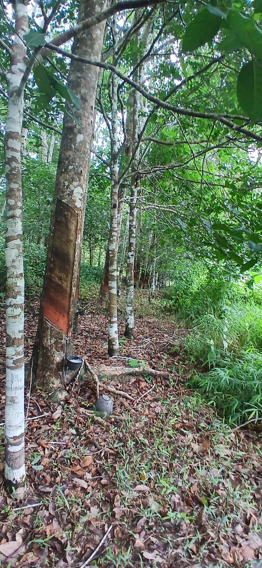 Land Plot — Thalang North