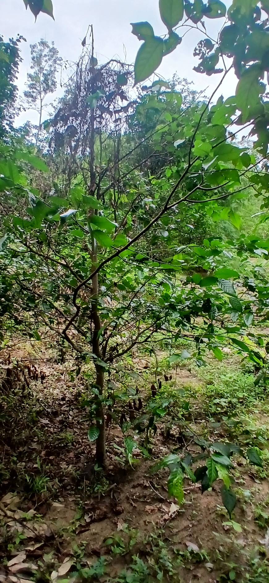Land Plot — Thalang North