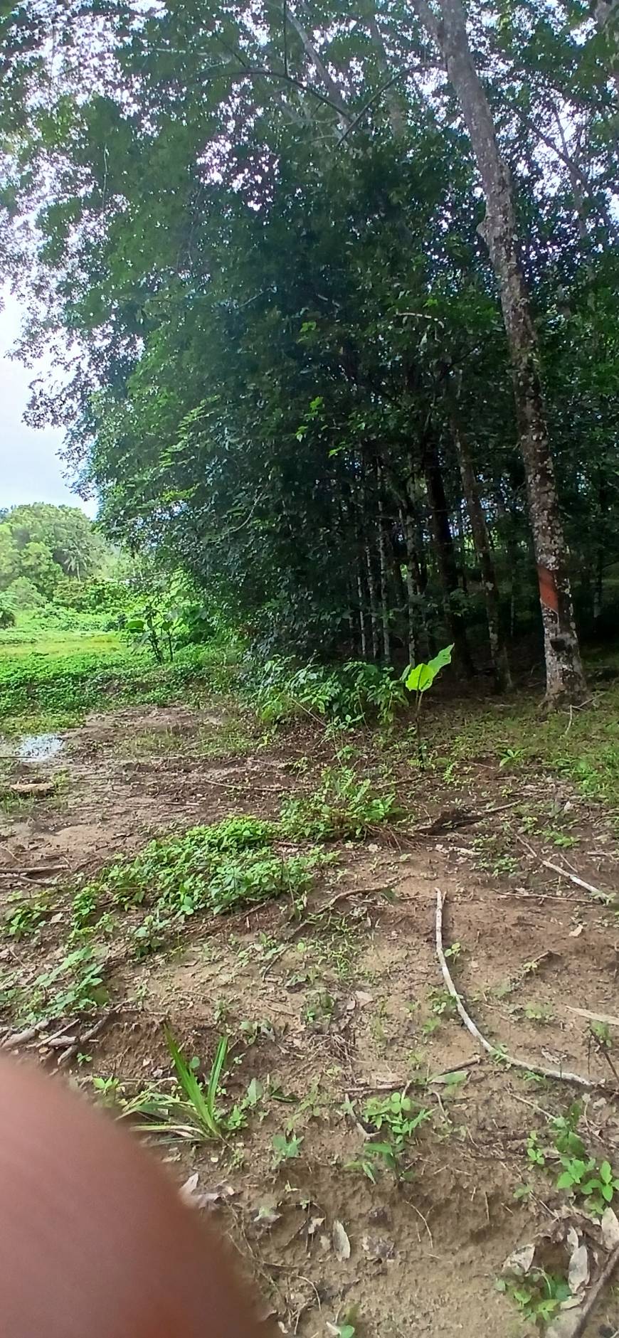 Land Plot — Thalang North