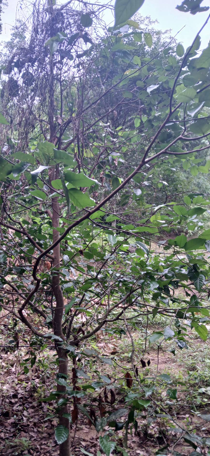 Land Plot — Thalang North