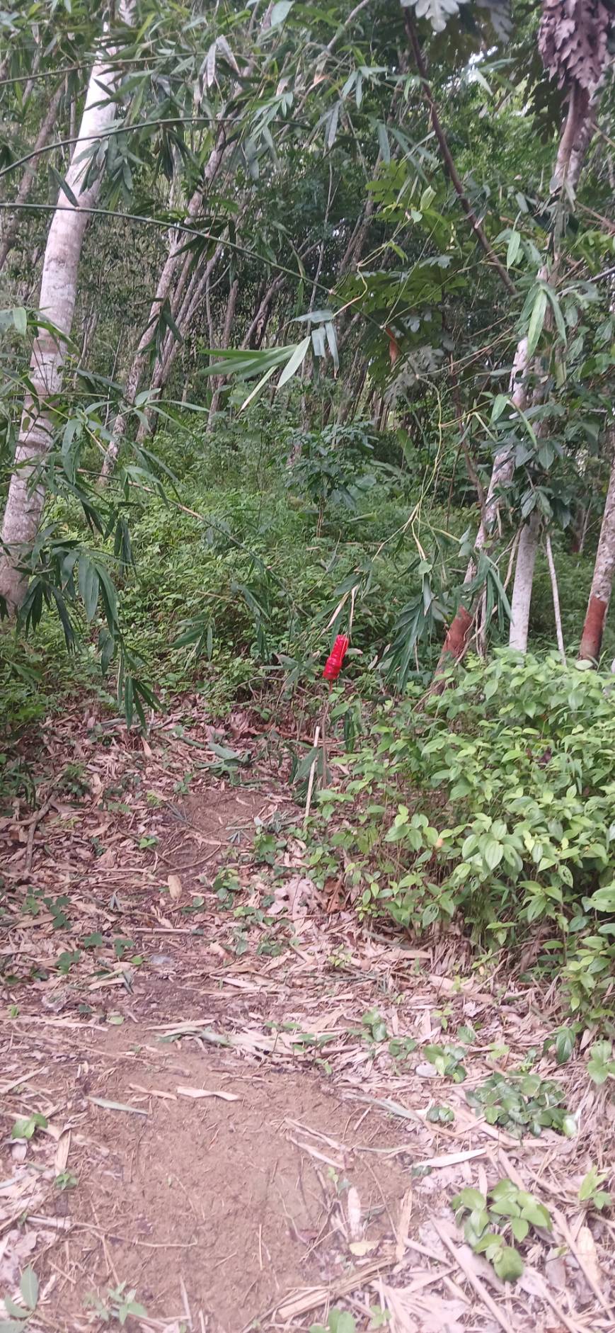 Land Plot — Thalang North
